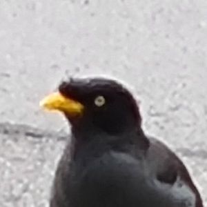 Meet your Posher, Jason